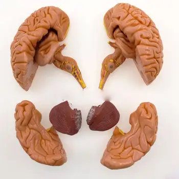 Човешкият мозък с артерията, 8 части, напълно препарированная модел за медицинско изследване, мекота 1: 1, природни ресурси за обучение на мозъка