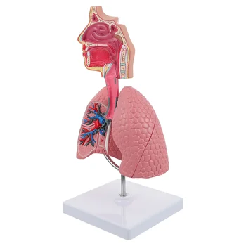 1 бр. обучение модел на дихателната система, белите дробове, училищен инструмент за показване на модели на дихателната система